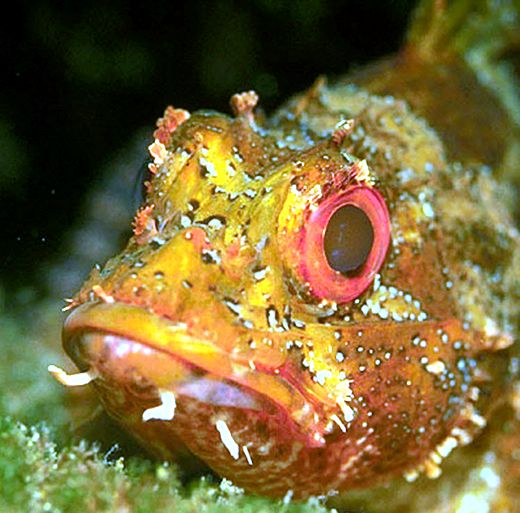 Scorpaena maderensis_02.jpg